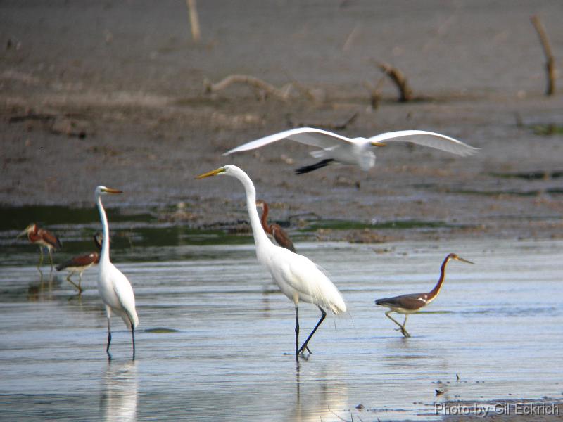 Egrets & Herons 